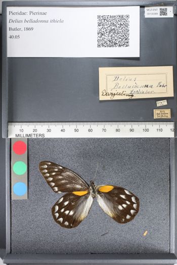 Media type: image;   Entomology 130389